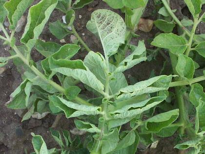 Potato virus testing