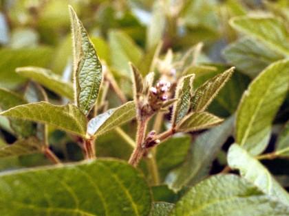 Alternative protein crops
