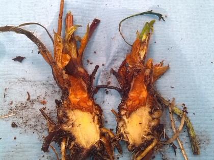 Strawberry Crown Rot
