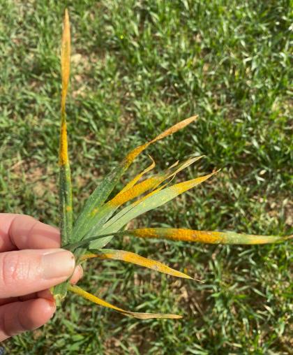 Yellow rust on wheat