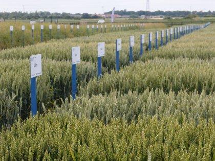 Niab wheat variety demos