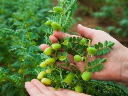 Chickpea