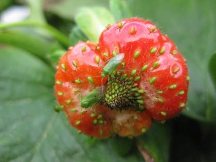 Common green capsid on a strawberry