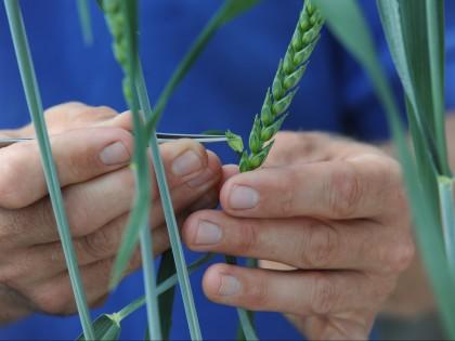 Plant breeding