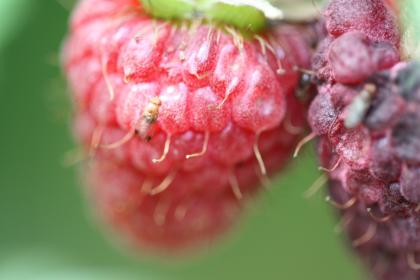 Raspberries being assessed for attractiveness to SWD (Washington State University)