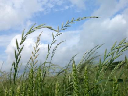 Grass weeds in wheat