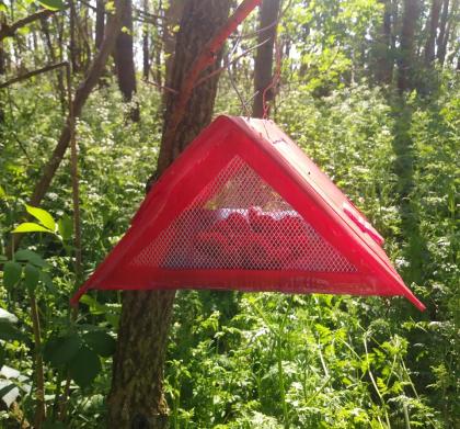 Precision monitoring Sentinel Fruit Trap in woodland