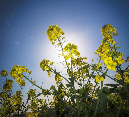 Oilseed rape variety choice
