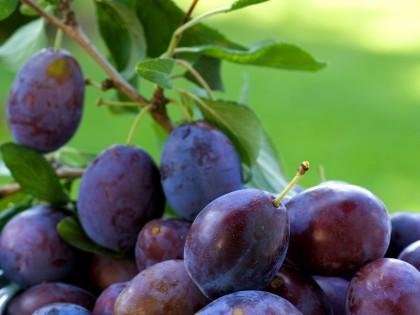 Plums