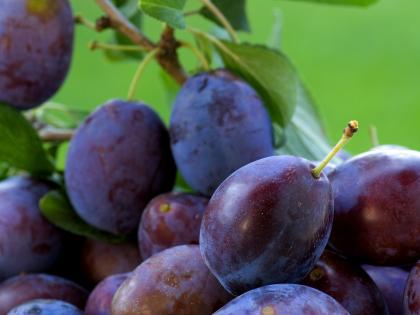 Plums at Niab