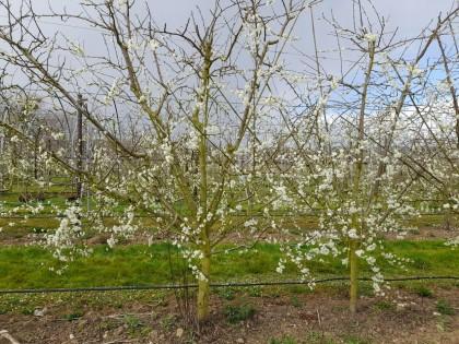 A single row of fan-trained plums