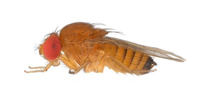 Female SWD copyright Nicolas Gompel