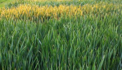 Yellow rust in the field