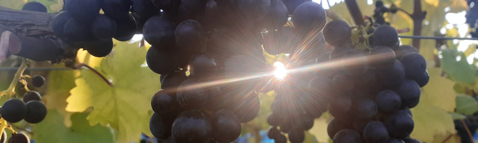 Sun shining through grapes on a vine at NIAB's East Malling site, Kent