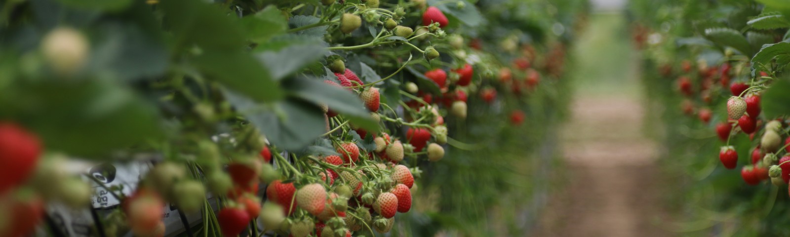 Strawberry breeding at NIAB East Malling