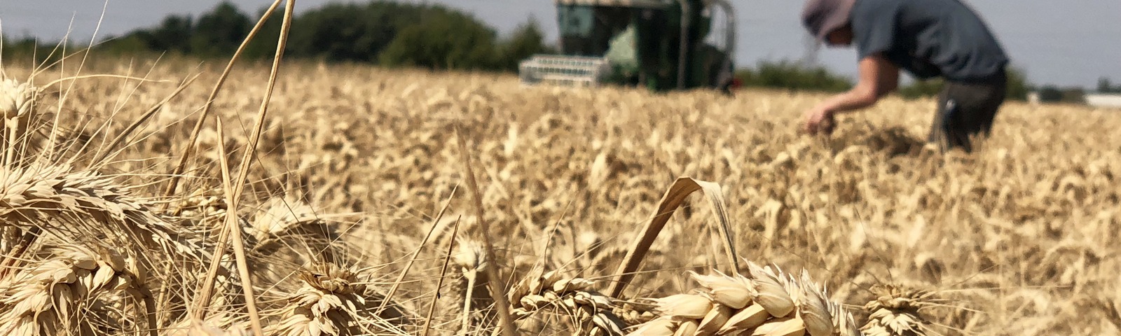 Harvesting trial cereal crop plots at Niab