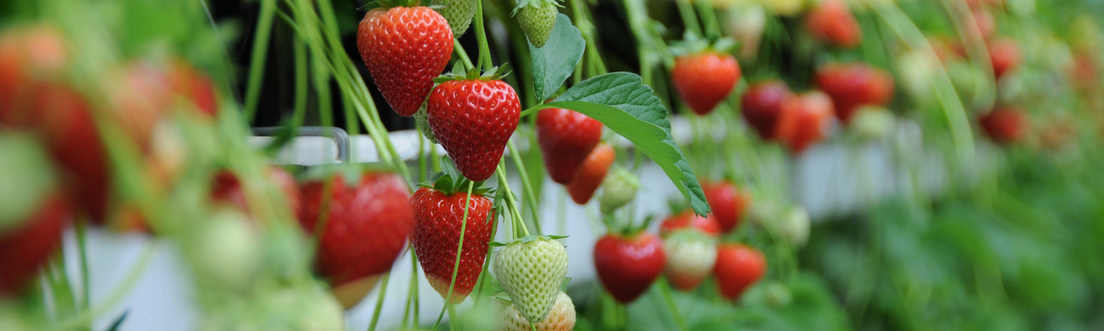 Strawberries growing in the WET Centre at NIAB East Malling