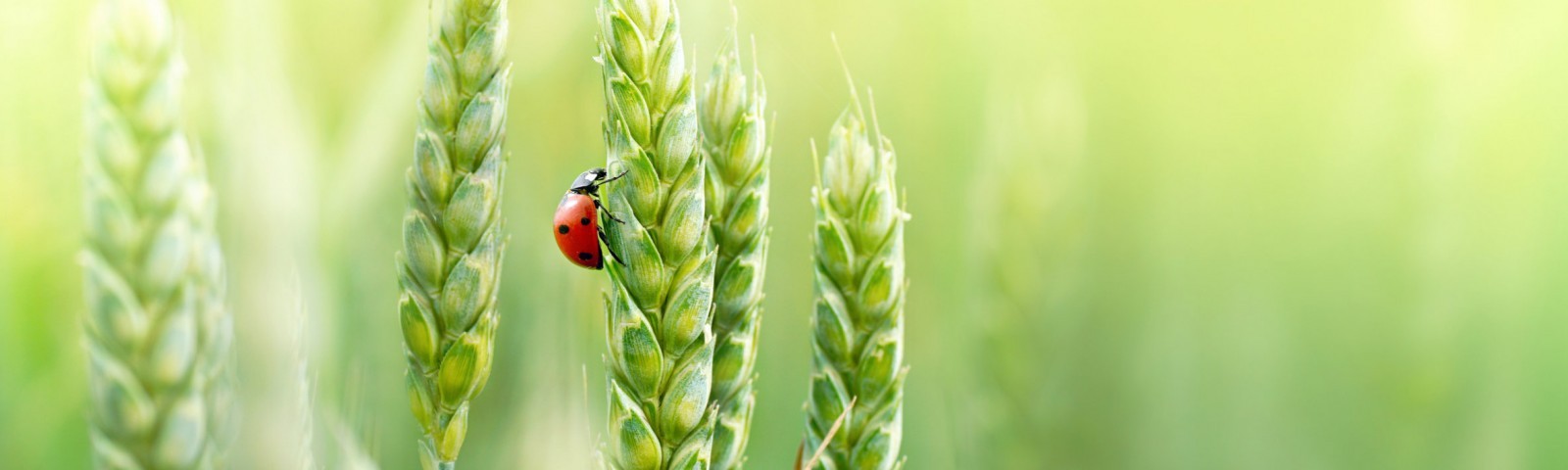 Ladybird climbing up an ear of wheat