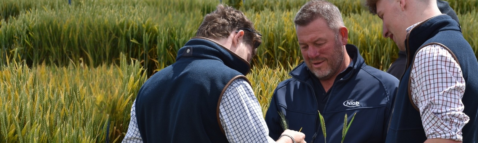 Niab staff member showing examining wheat