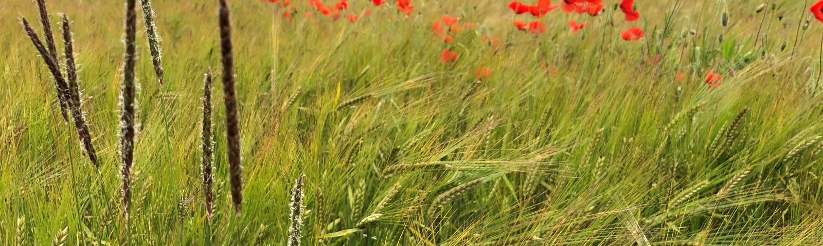 Poppy and black-grass