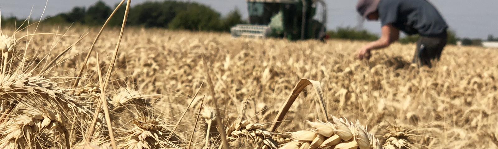 Harvesting trial cereal crop plots at Niab