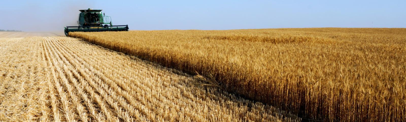 Combine harvester cutting a cereal crop