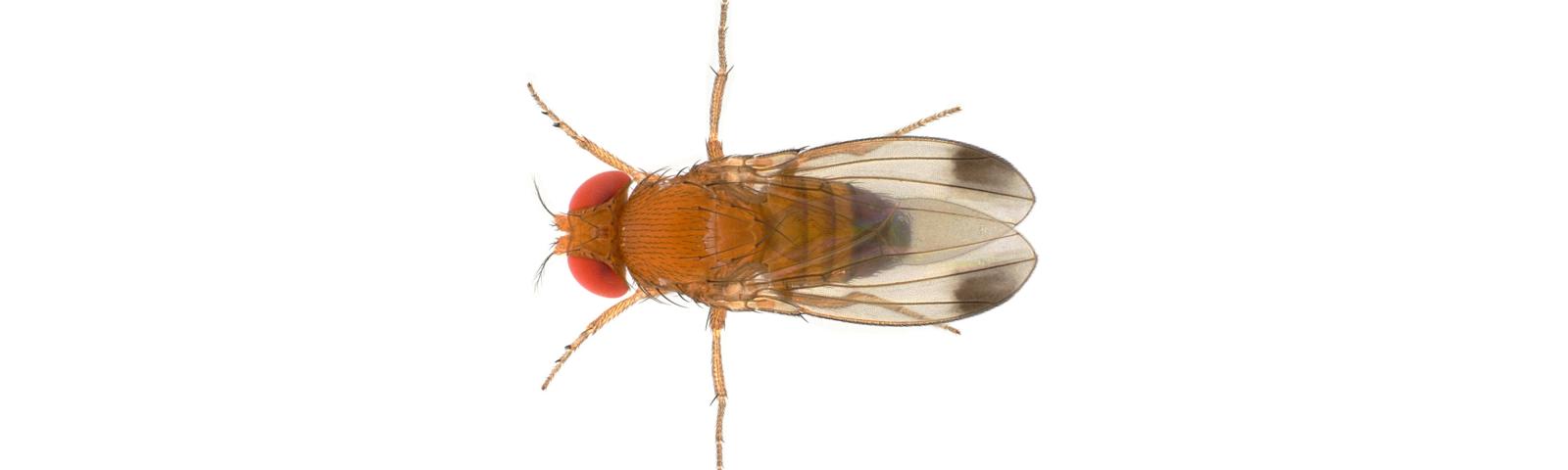 Spotted wing drosophila research | NIAB