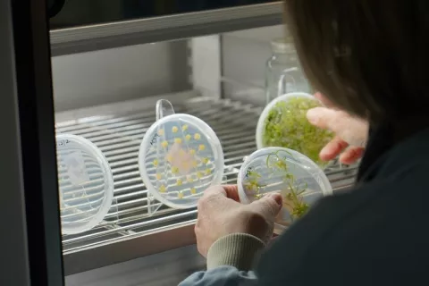 Scientist examining plants in a growth chamber - Science Museum Group