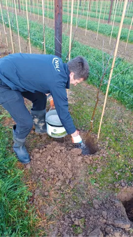 Niab staff member amending soil while planting an apple