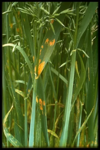 Oat crown rust