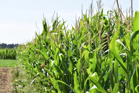 Maize