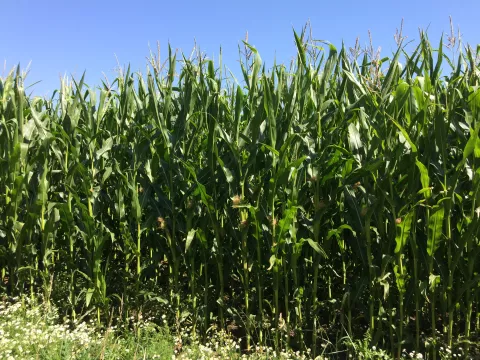 Forage maize at tassling stage