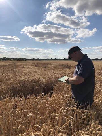 Niab's Phil Howell assessing wheat in a field