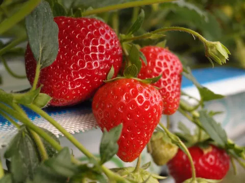 Strawberries at Niab East Malling