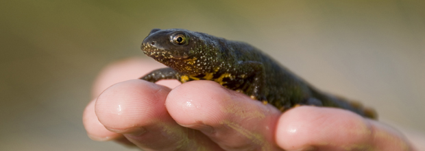 Female great crested newt