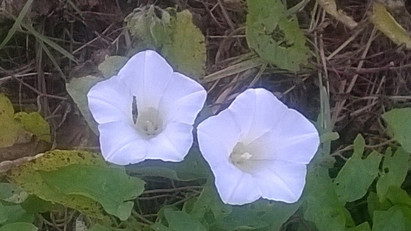 Ipomoea