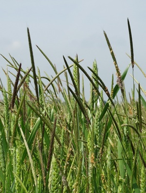 black-grass