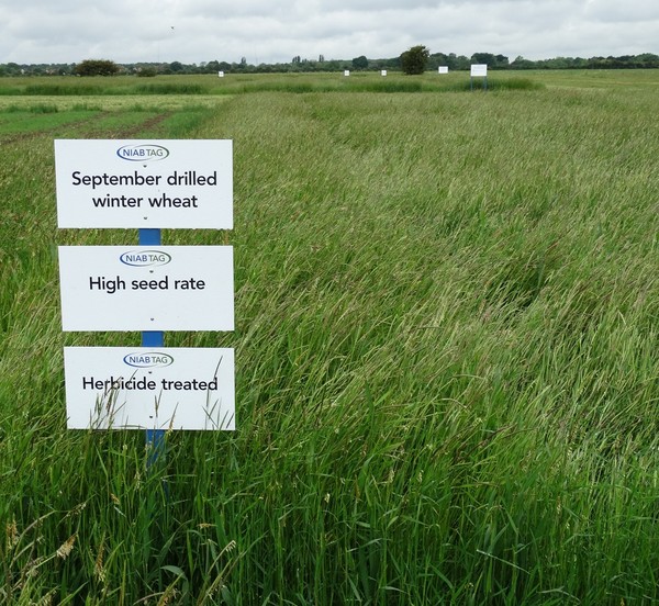 NIAB TAG Blackgrass Research Centre