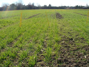 Picture of trial in spring