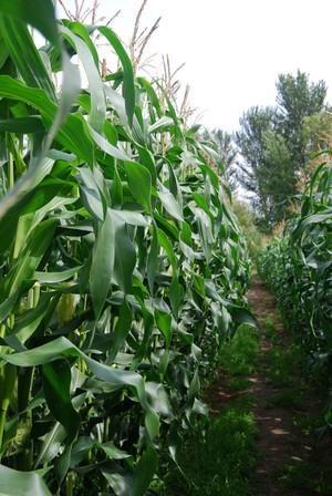 Forage maize