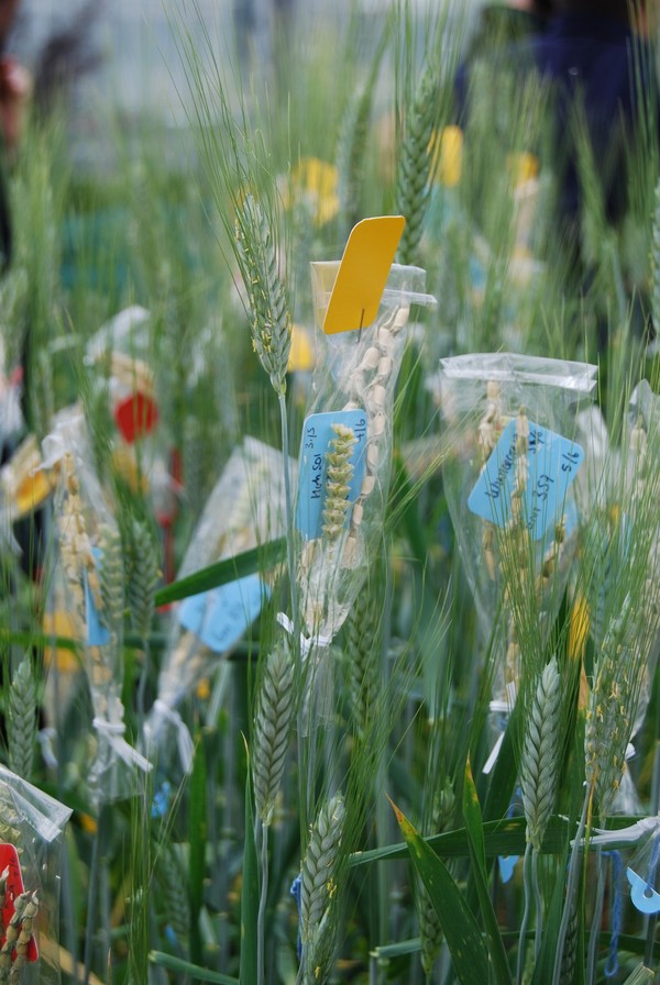 Crossing goatgrass with durum wheat to create a synthetic wheat