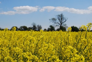 Oilseed rape in flower