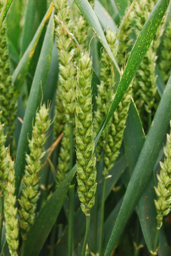 Ear of wheat