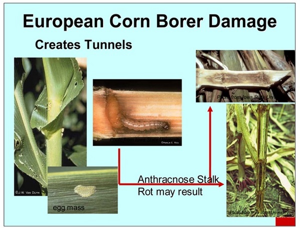 european Corn Borer Damage