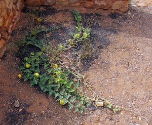 Wild melons in Australia