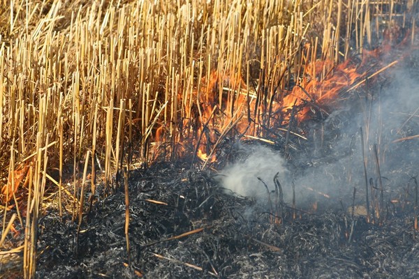 Burning straw