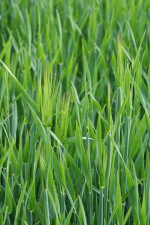 Spring barley