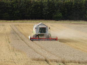 wheat harvest