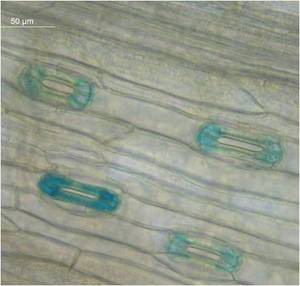 Leaf stomata