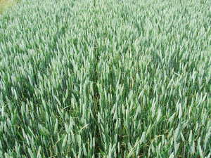 Winter wheat non inversion